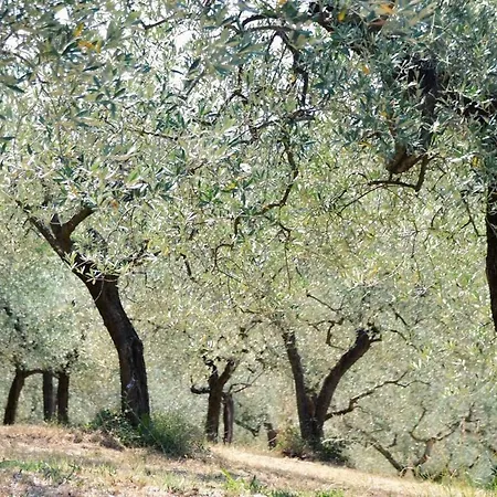Lavanda E Rosmarino Assisi