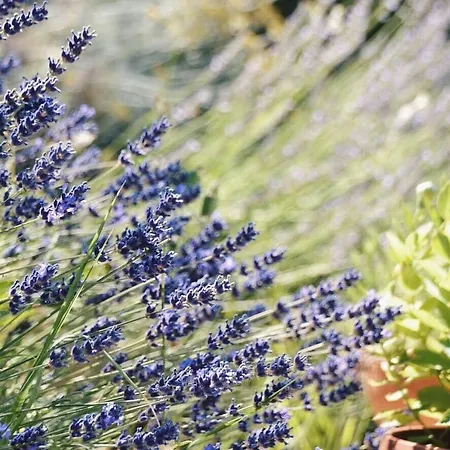 Lavanda E Rosmarino Отель типа 