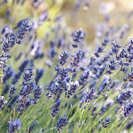 拉旺达罗斯玛丽诺住宿加早餐酒店 3* 阿西西