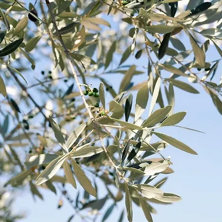 Lavanda E Rosmarino 3* Ассизи