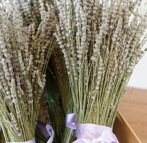 Lavanda E Rosmarino Assisi