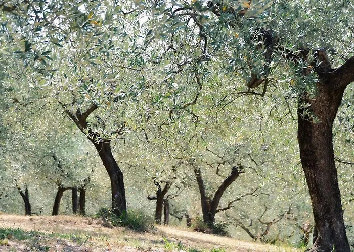 Lavanda E Rosmarino Assisi