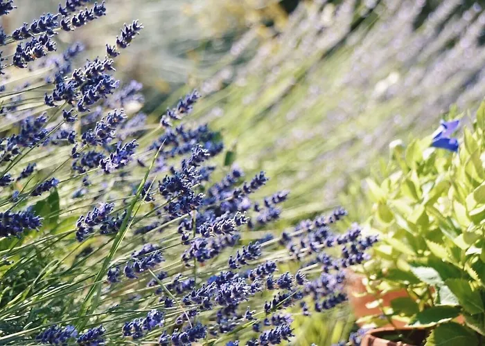 Lavanda E Rosmarino Bed and breakfast 3*