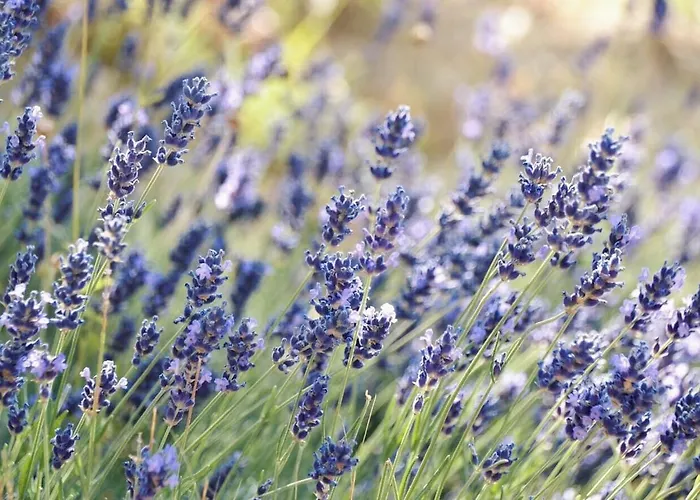Lavanda E Rosmarino 3* Assisi