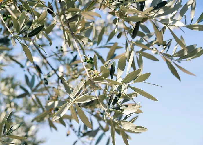 Lavanda E Rosmarino 3* Assisi